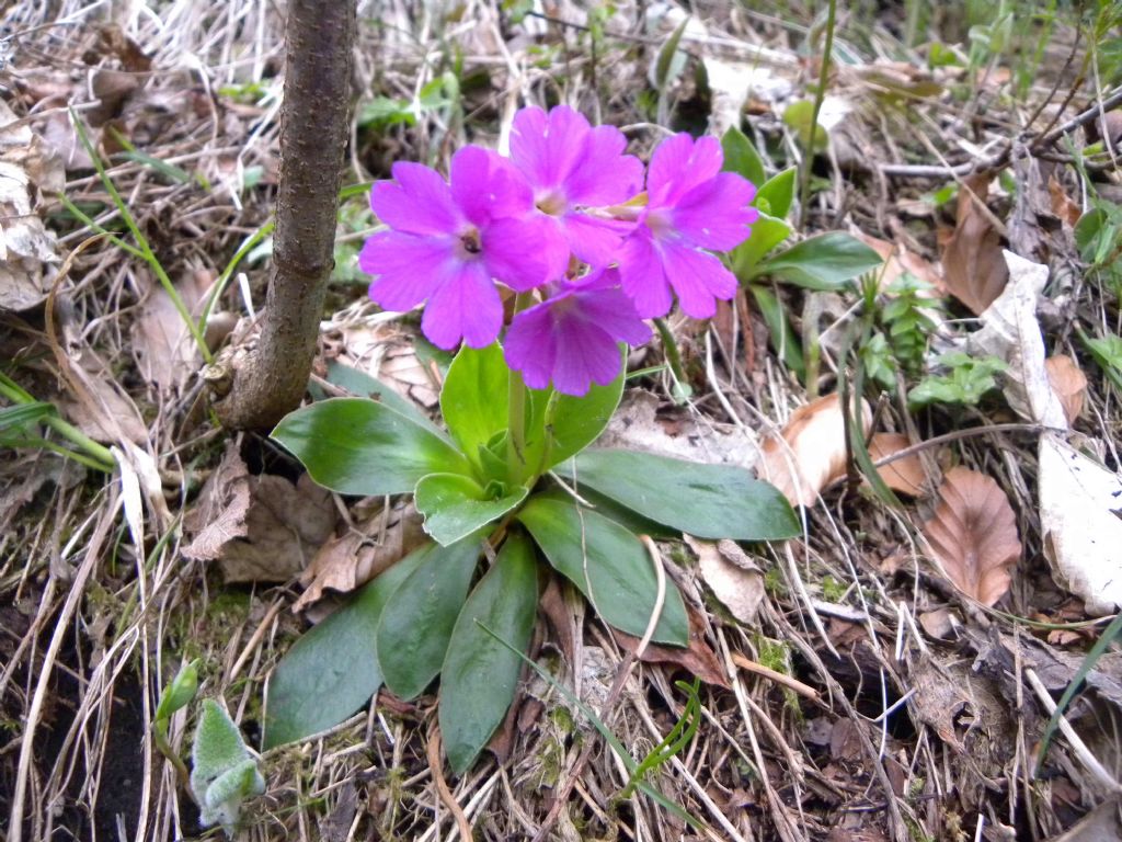 Primula glaucescens